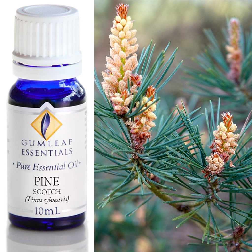 Pine Essential Oil