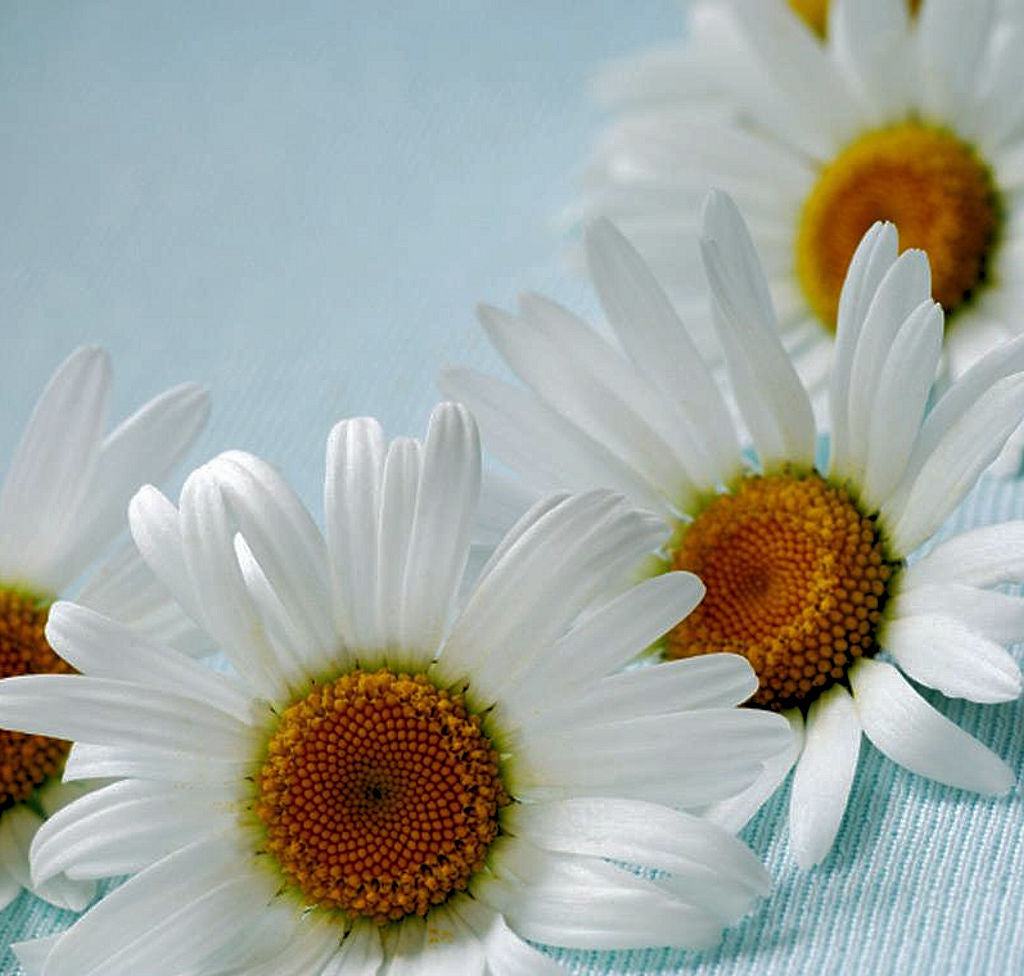 Chamomile Essential Oil