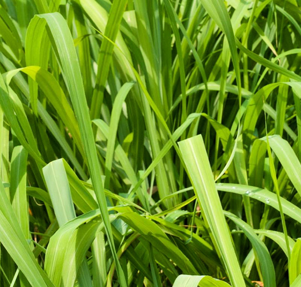 Citronella Essential Oil