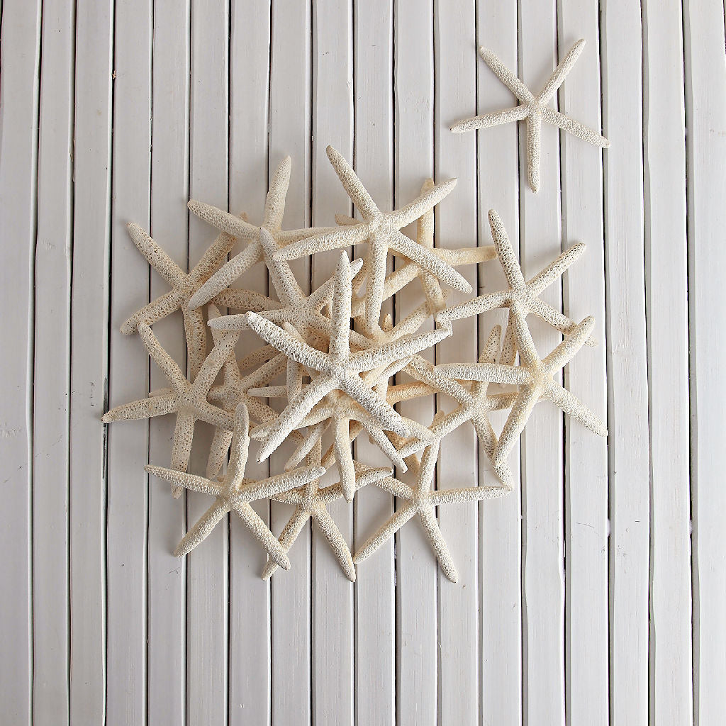 White/Cream Finger Starfish 10cm x 13cm (PK 6)