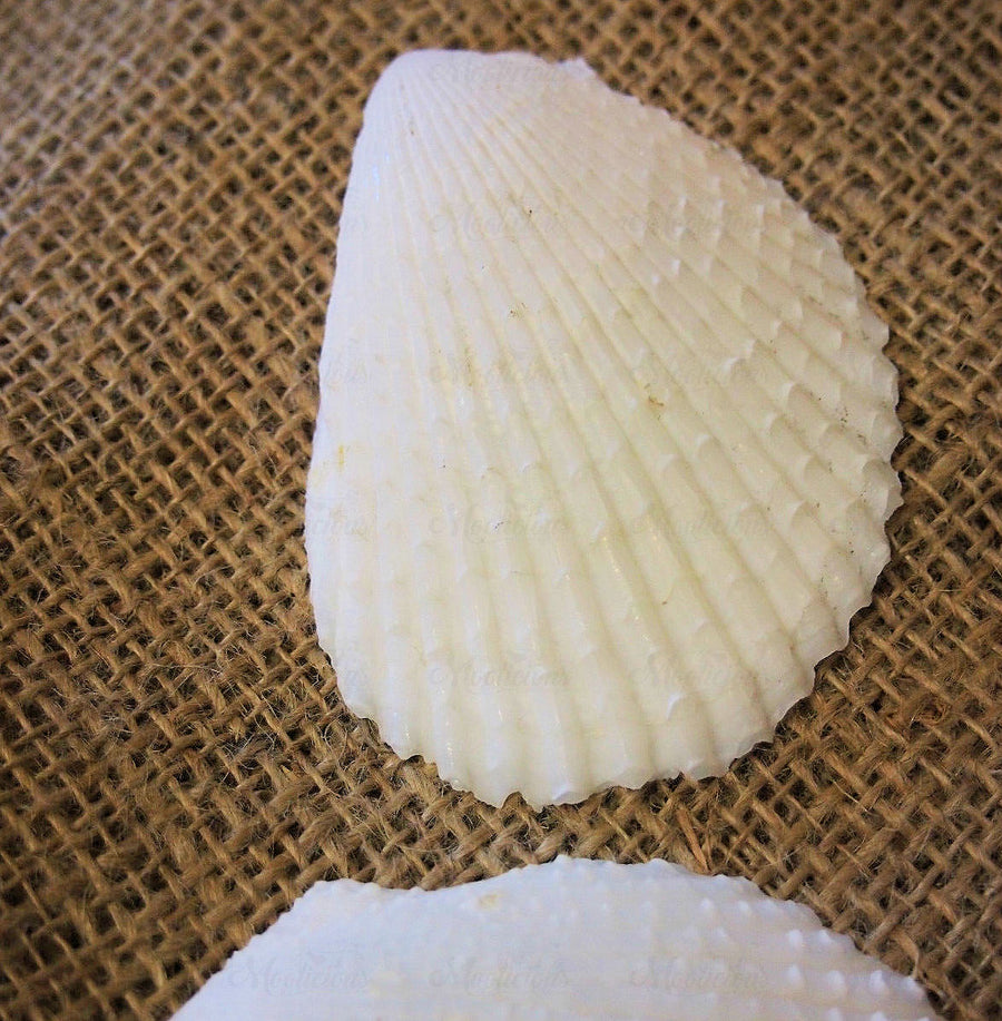 Lima Shells 200g