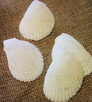 Lima Shells 200g