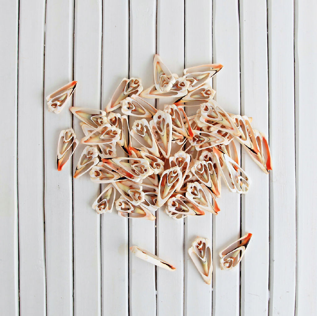 Luthuanus Sliced Shells