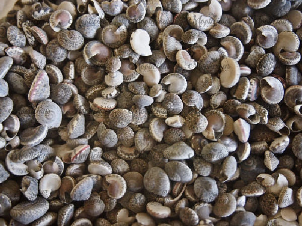 Umbonium Shells 200g