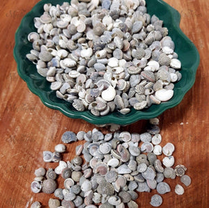 Umbonium Shells 200g