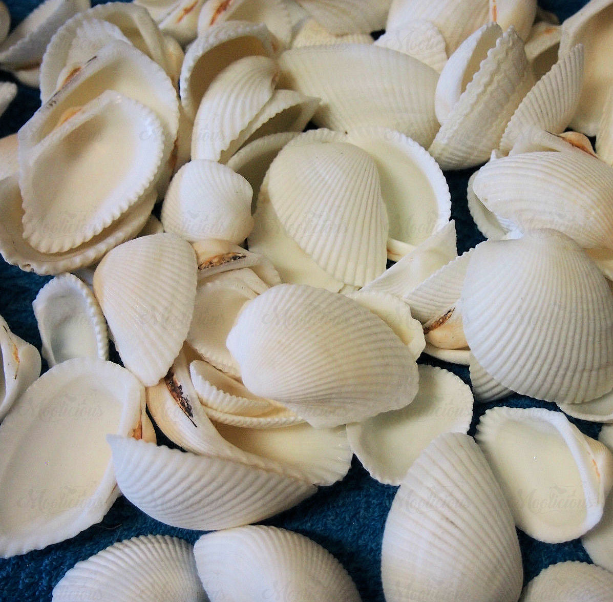 White Arca Shells 200g