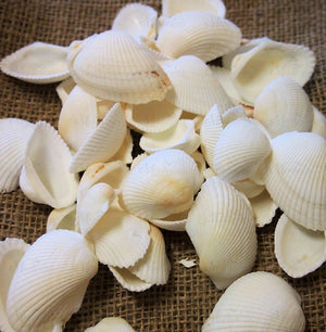 White Arca Shells 200g