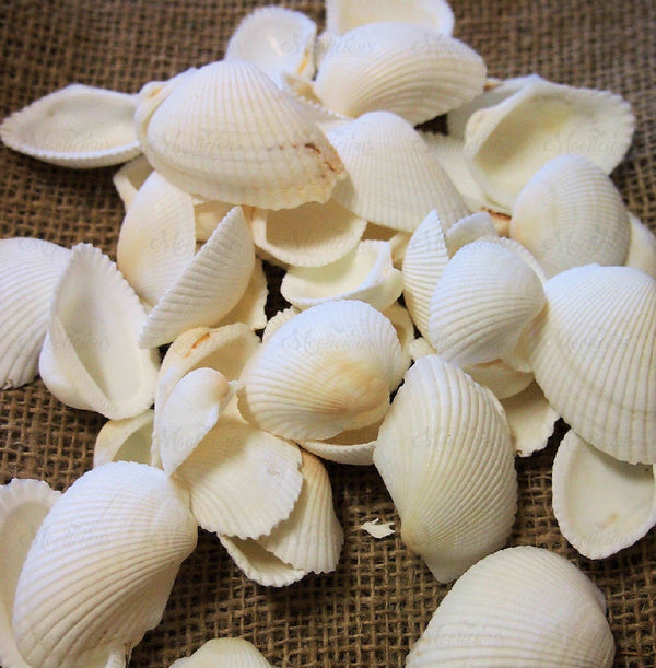 White Arca Shells 200g | Moolicious Soaps & Candles | Australia