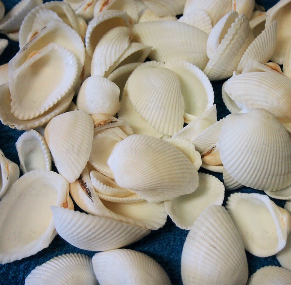 White Arca Shells 200g | Moolicious Soaps & Candles | Australia