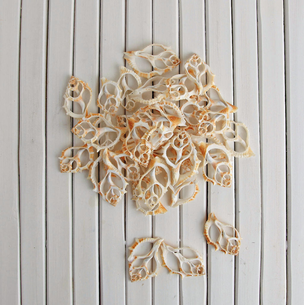 Bursa Spinosa Sliced Shells