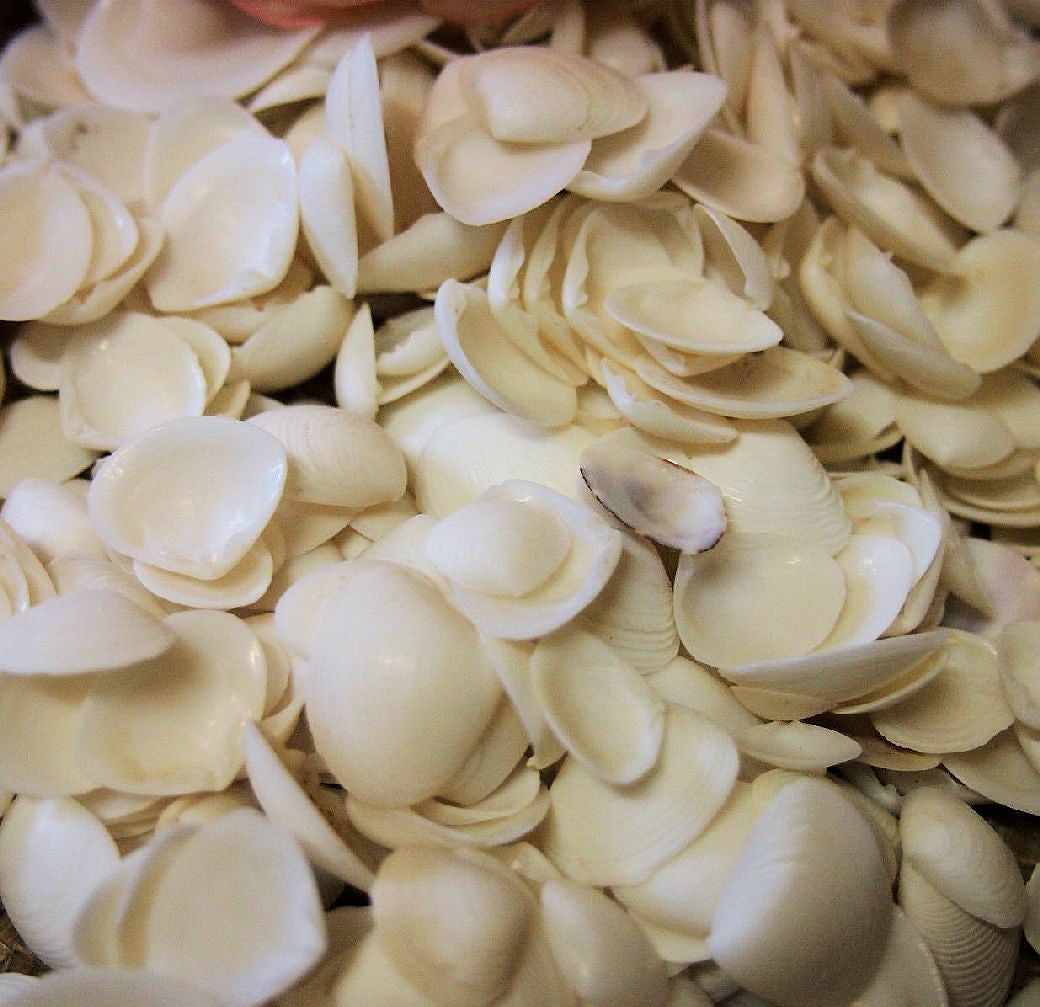 Cay Cay White Shells 200g