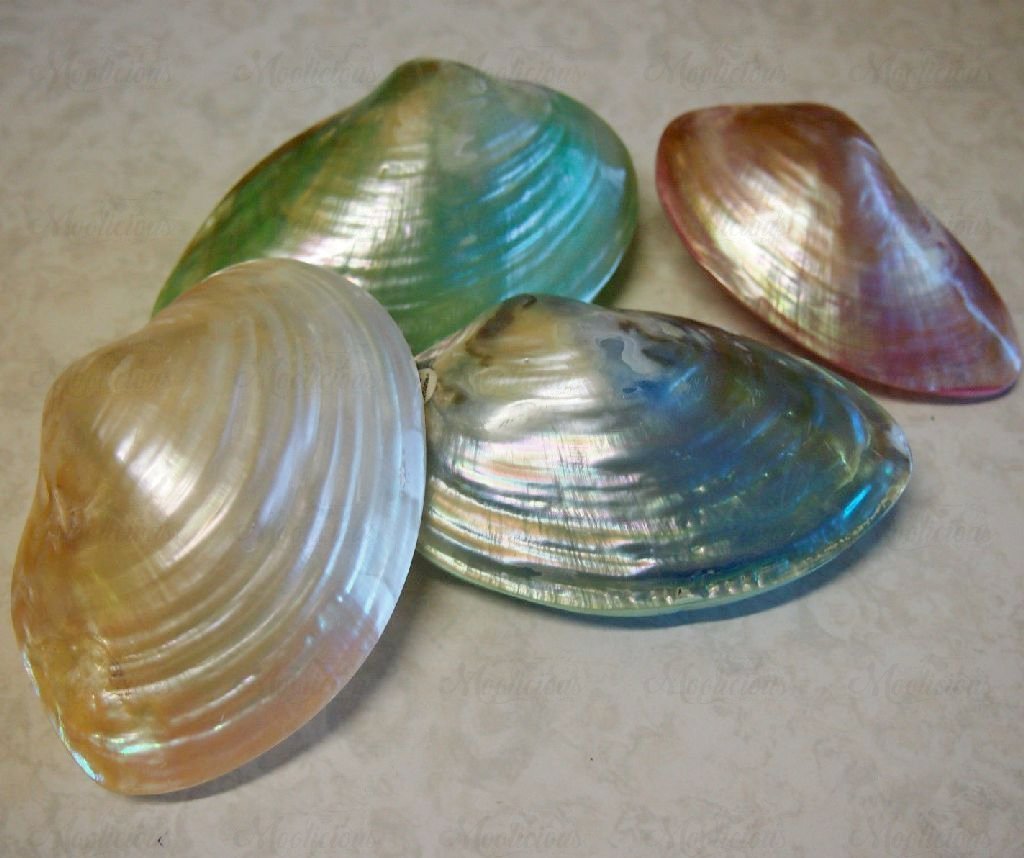Cabibe Shells (PK 4)