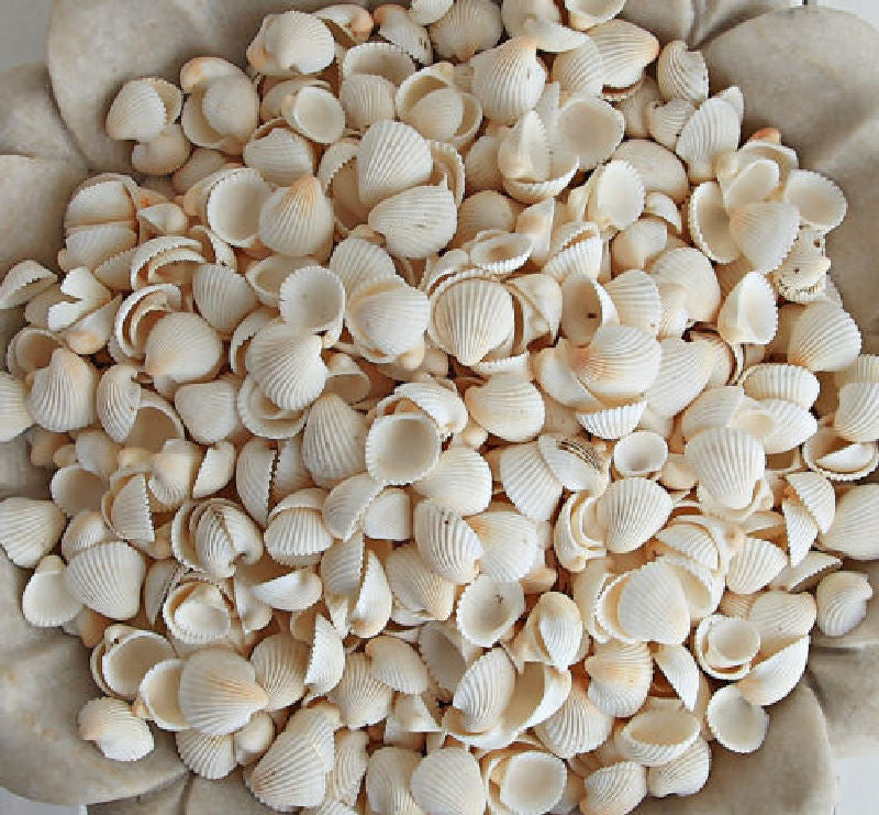 White Clam Rose Shells 200g