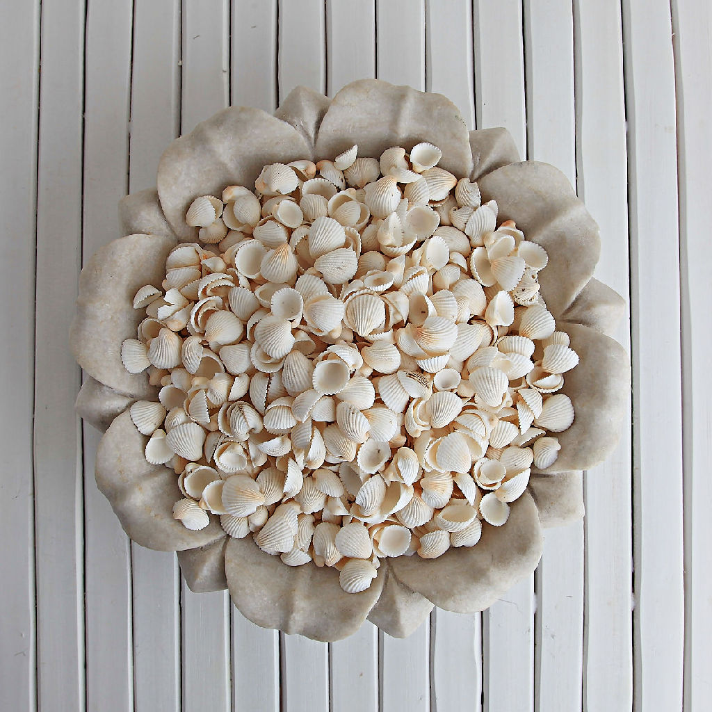 White Clam Rose Shells 200g