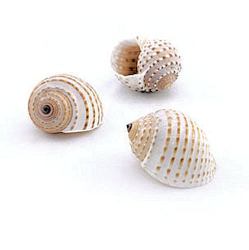 Tonna Tesselata Shells