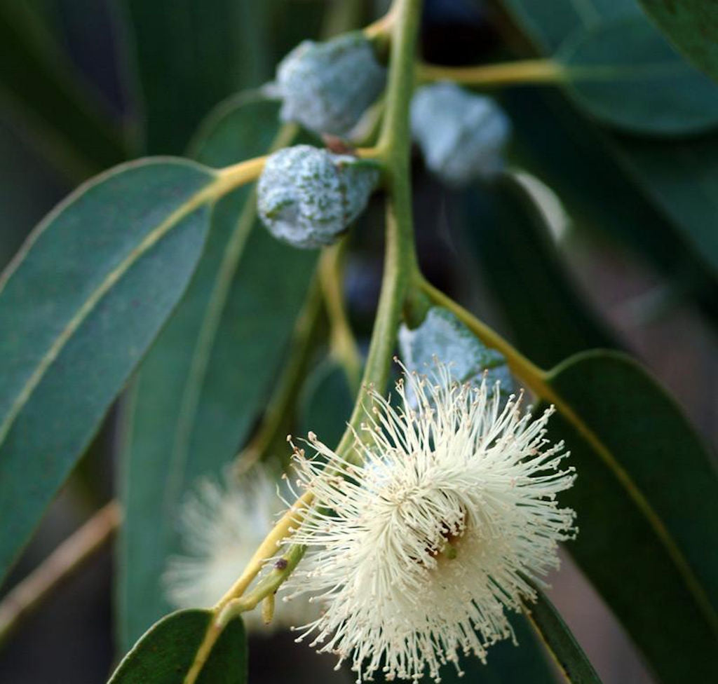 Eucalyptus Essential Oil