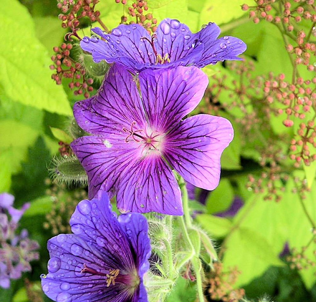 Geranium Essential Oil