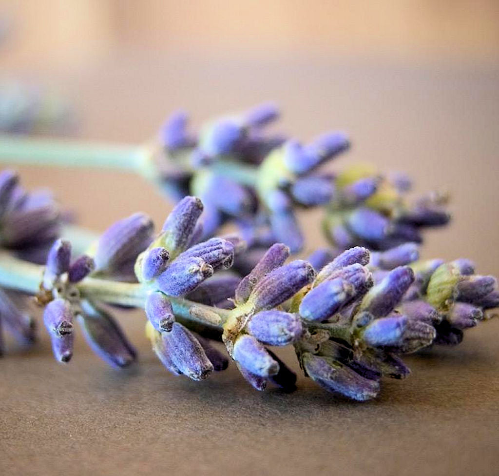 French Lavender Essential Oil