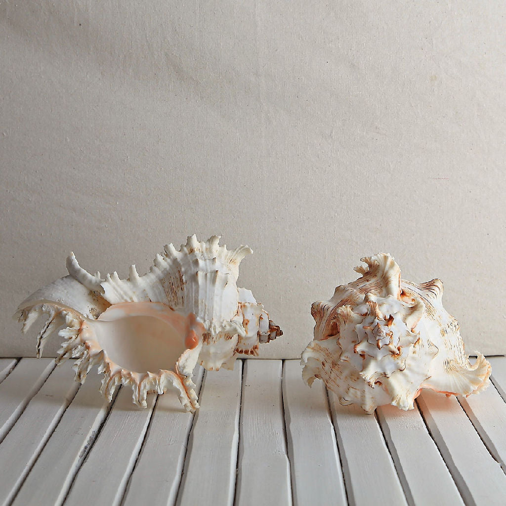 Murex Ramosus Shell