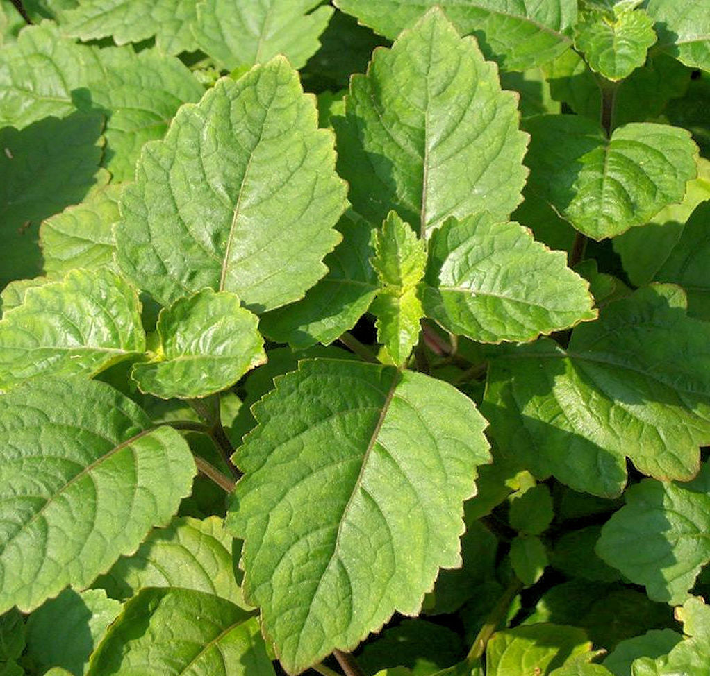 Patchouli Essential Oil