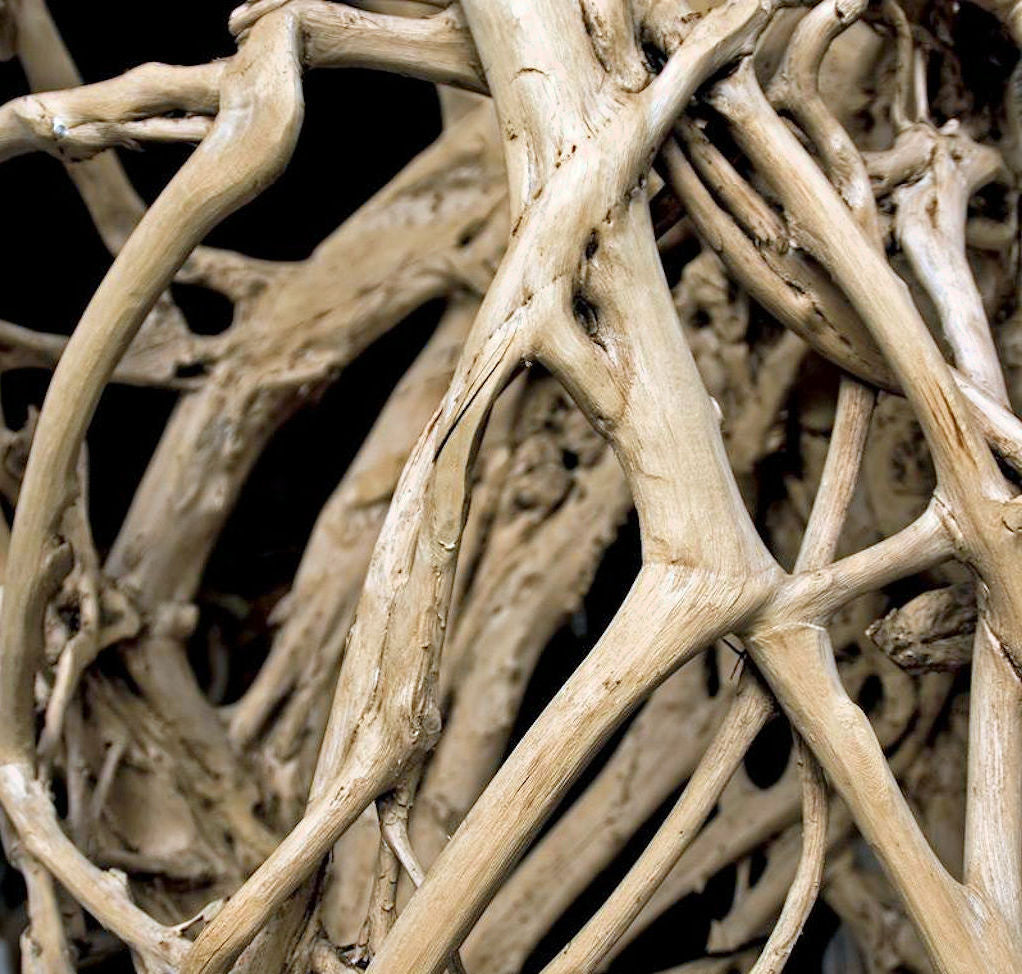 Sandalwood Essential Oil