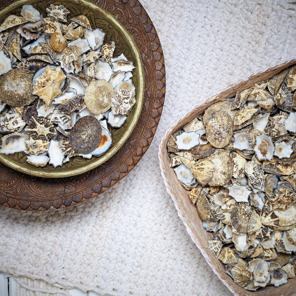 Star Limpet Shells 200g