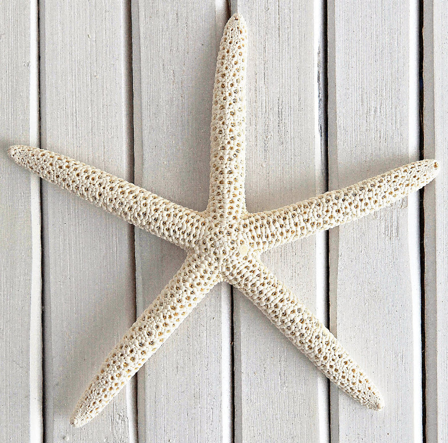 White/Cream Finger Starfish 10cm x 13cm (PK 6)