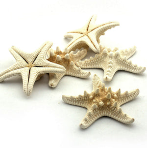 Horn Starfish 2.5cm x 5cm (PK 10)