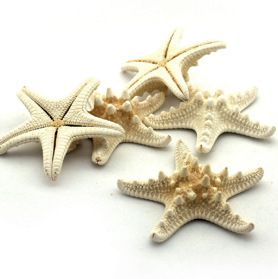 Horn Starfish 5cm x 8cm (PK 5)