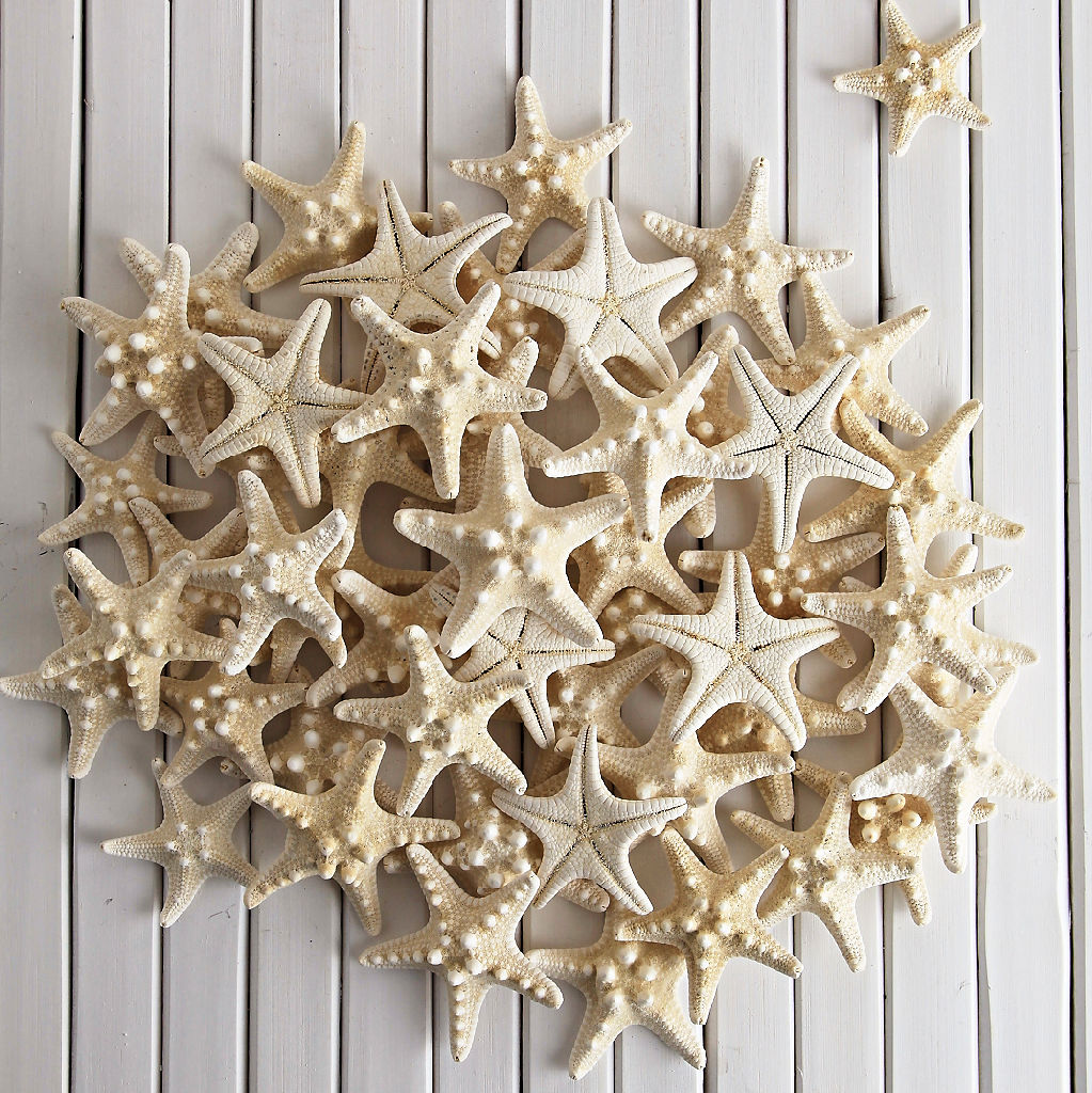 Horn Starfish 5cm x 8cm (PK 5)