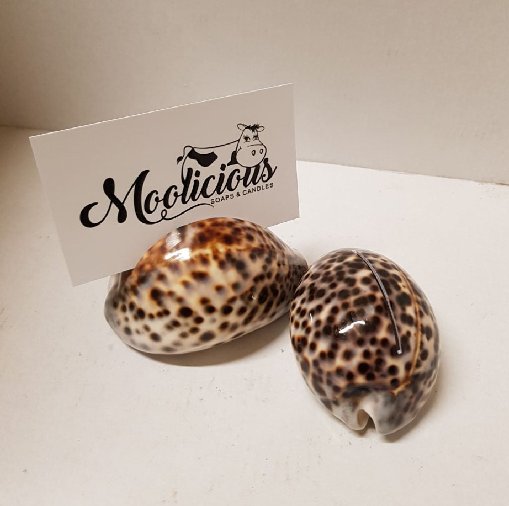 Tiger Cowrie Shells Card Holder