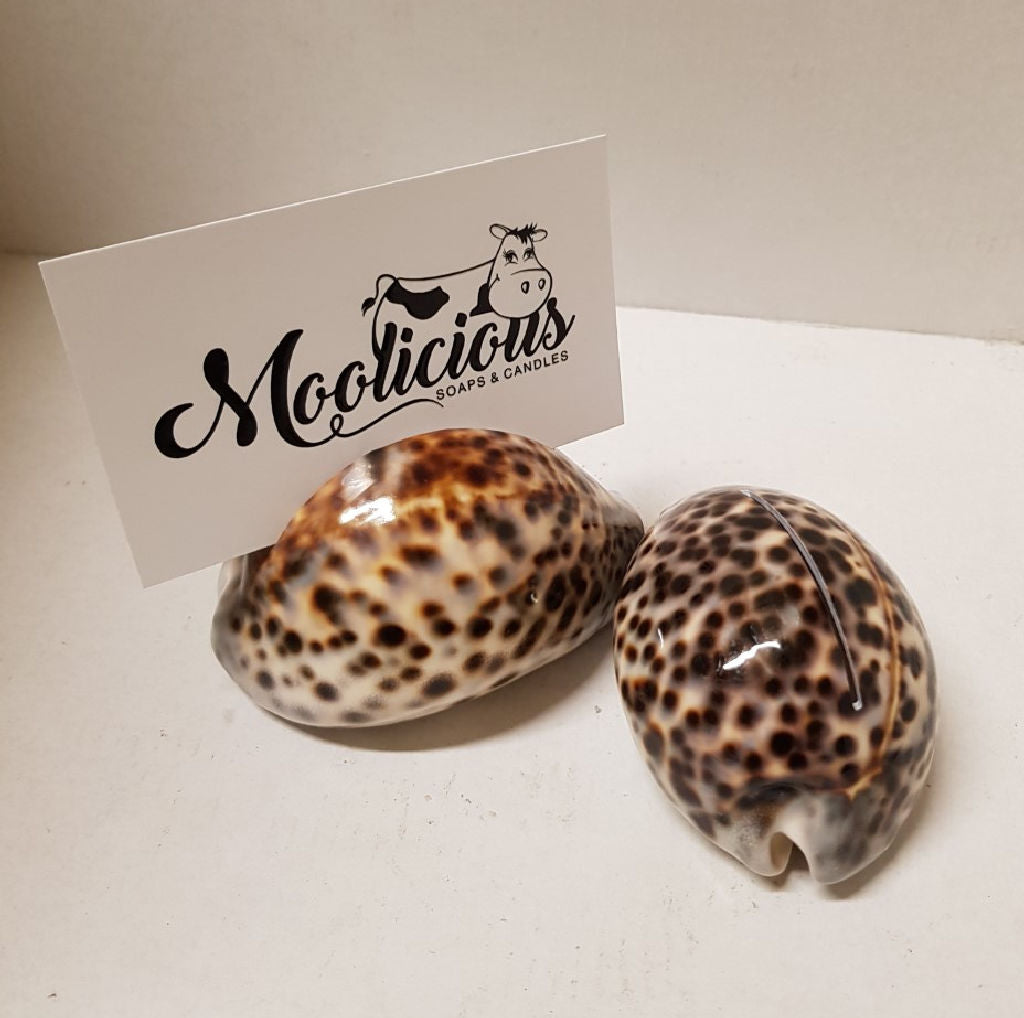 Tiger Cowrie Shells Card Holder