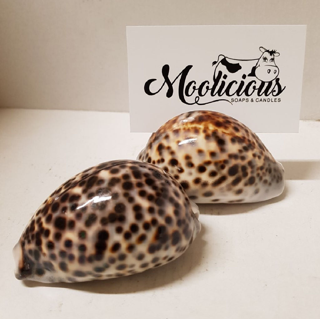 Tiger Cowrie Shells Card Holder