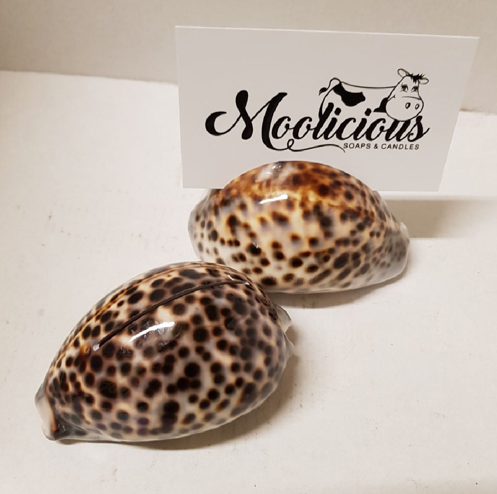 Tiger Cowrie Shells Card Holder