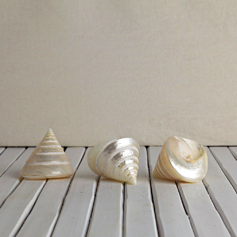 Trochus Pearl Shells