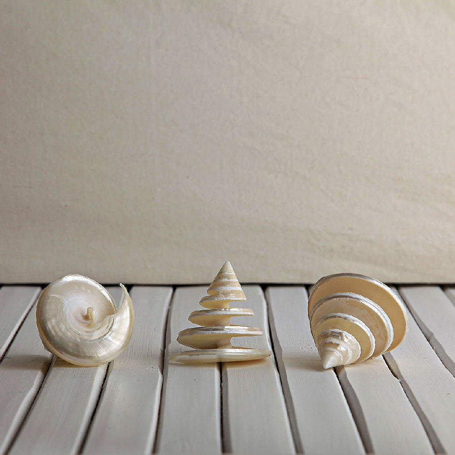 Trochus Pearl Spiral Shells