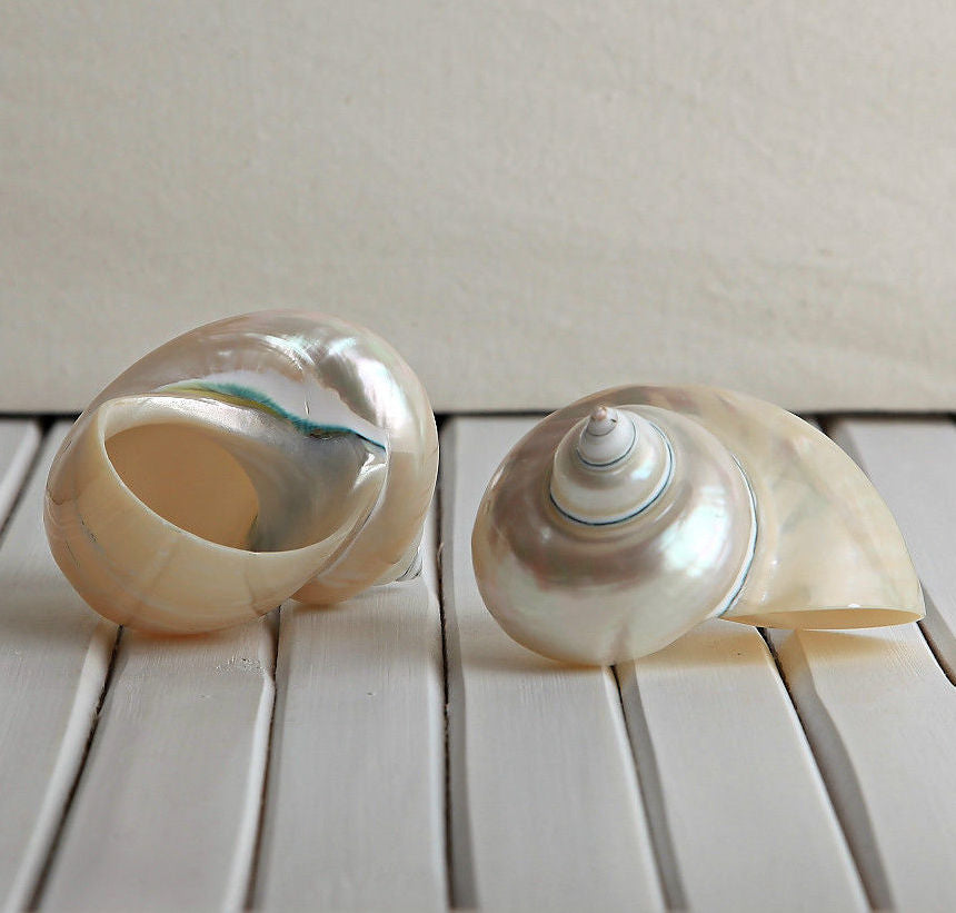 Turbo Burgess Pearl Polished Shell