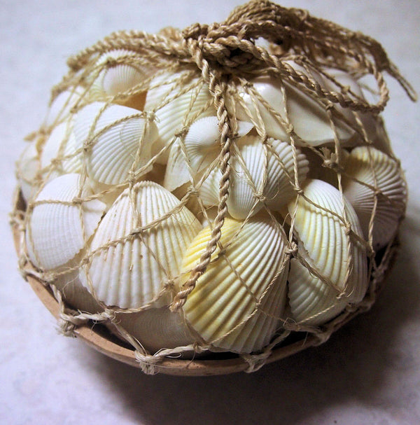 White shells Coconut Pack | Moolicious Soaps & Candles | Australia