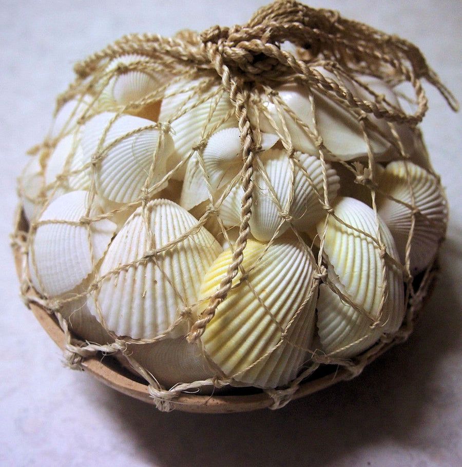 White shells Coconut Pack