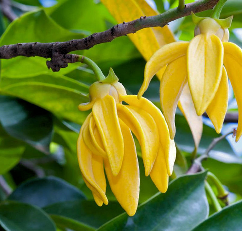 Ylang Ylang Essential Oil